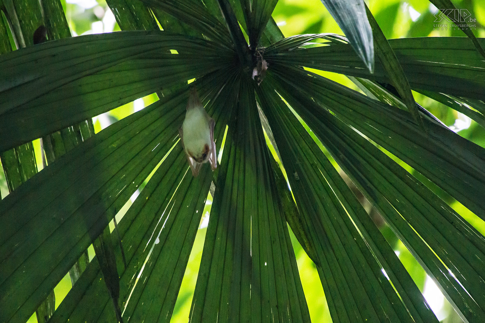 Carara - Spookvleermuis Een witgekleurde spookvleermuis (northern ghost bat, diclidurus albus) onder palmbladen.<br />
 Stefan Cruysberghs